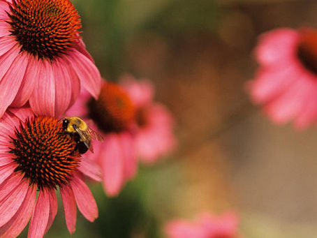 How to Prolong the Life of Your Plants During Summer